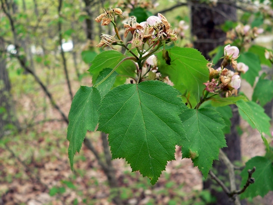 {Crataegus intricata}